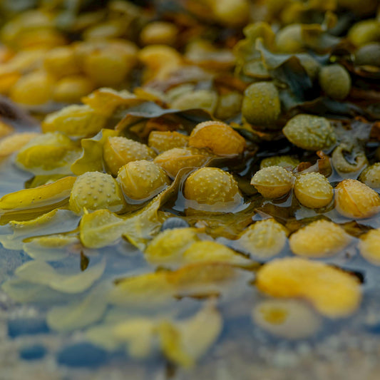 Algas | El superalimento que tu cabello merece