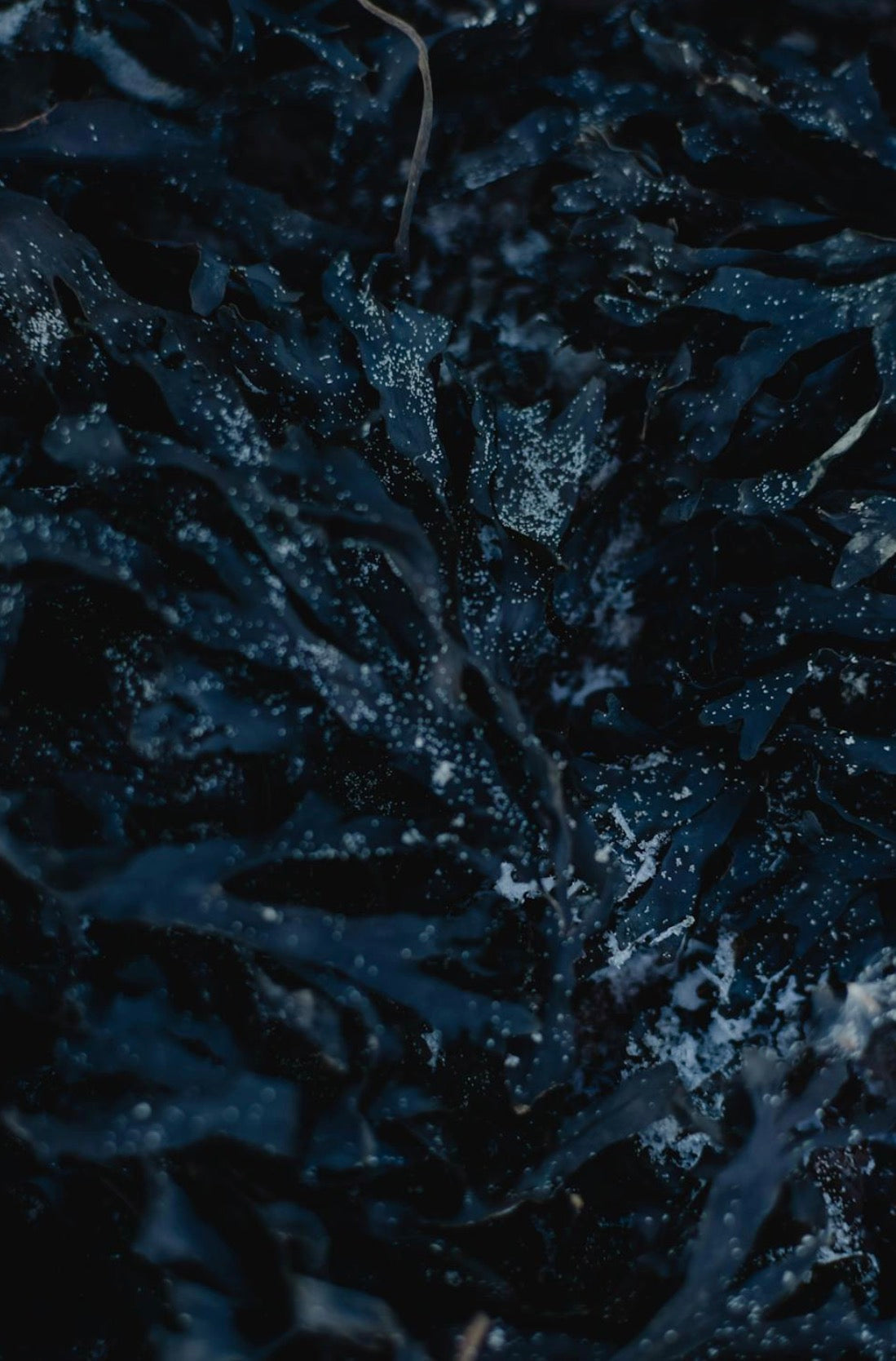 Algas marinas ingrediente natural cosmetica Mons Mare